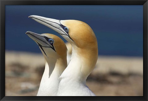 Framed Australasian Gannet tropical bird, Hawkes Bay New Zealand Print