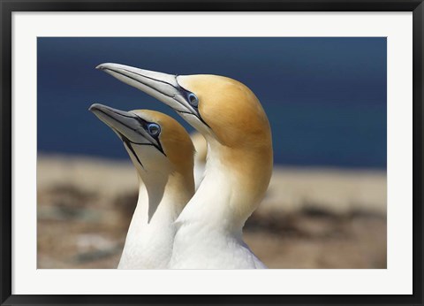 Framed Australasian Gannet tropical bird, Hawkes Bay New Zealand Print