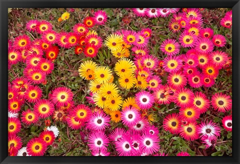 Framed Colourful Flowers, Marine Parade, Napier, Hawkes Bay, North Island, New Zealand Print