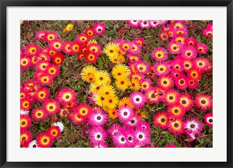 Framed Colourful Flowers, Marine Parade, Napier, Hawkes Bay, North Island, New Zealand Print