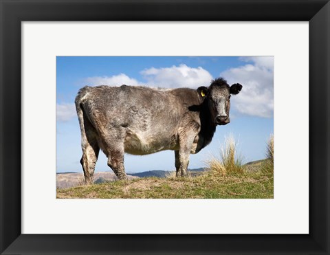 Framed Cow, Strath Taieri, near Dunedin, Otago, South Island, New Zealand Print