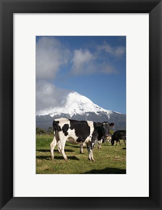 Framed Dairy Cows, Farm animals, Taranaki, New Zealand Print