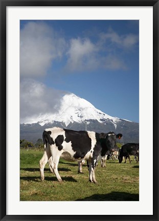 Framed Dairy Cows, Farm animals, Taranaki, New Zealand Print