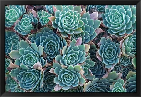 Framed Echeveria Elegans Succulents, New Zealand Print