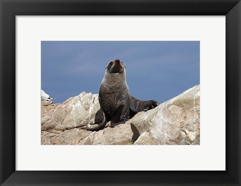 Framed Fur Seal, Kaikoura Coast, South Island, New Zealand Print