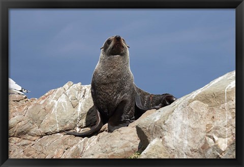 Framed Fur Seal, Kaikoura Coast, South Island, New Zealand Print