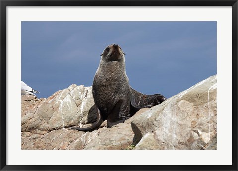 Framed Fur Seal, Kaikoura Coast, South Island, New Zealand Print