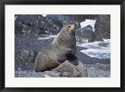 Framed Fur Seal, Ngawi, Wairarapa, North Island, New Zealand Print