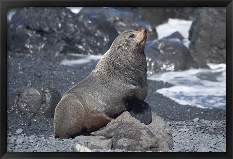 Framed Fur Seal, Ngawi, Wairarapa, North Island, New Zealand Print