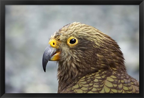 Framed Kea, Alpine Parrot, Tropical Bird, New Zealand Print