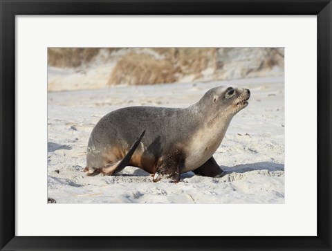 Framed New Zealand Sea Lion Pup, Sandfly Bay, Dunedin Print