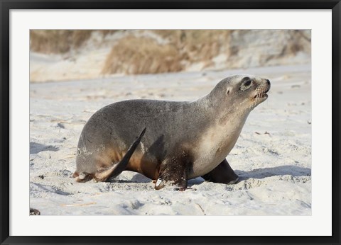 Framed New Zealand Sea Lion Pup, Sandfly Bay, Dunedin Print