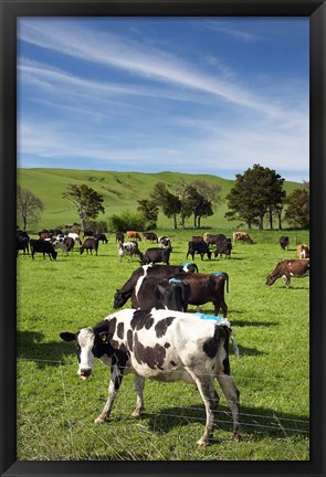 Framed New Zealand, North Island, Dairy Cows, Farm animal Print