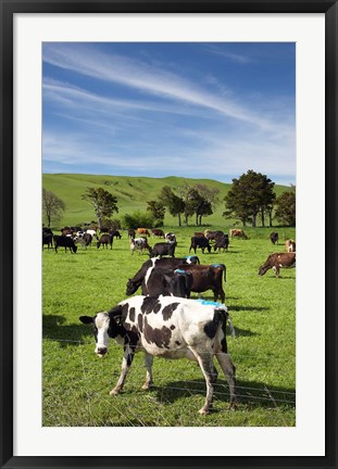 Framed New Zealand, North Island, Dairy Cows, Farm animal Print