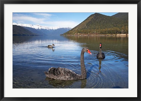 Framed New Zealand, South Island, Nelson Lakes, Black Swan birds Print