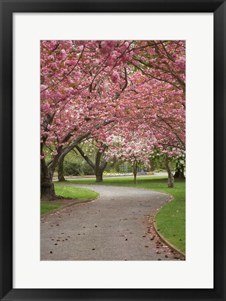 Framed Path in Spring Blossom, Ashburton Domain, New Zealand Print