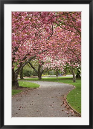 Framed Path in Spring Blossom, Ashburton Domain, New Zealand Print