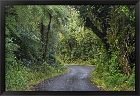 Framed Path to Dawson Falls, Egmont, North Island, New Zealand Print