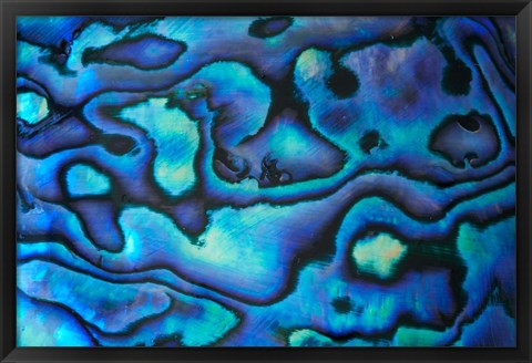 Framed Pattern of Paua Shell, New Zealand Print