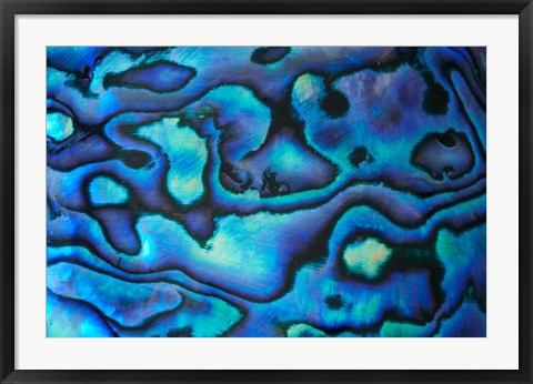 Framed Pattern of Paua Shell, New Zealand Print