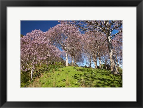 Framed Paulownia Plantation, Spring Season, New Zealand Print