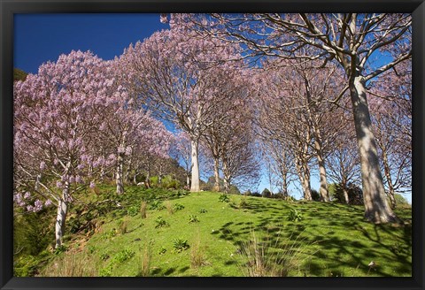 Framed Paulownia Plantation, Spring Season, New Zealand Print