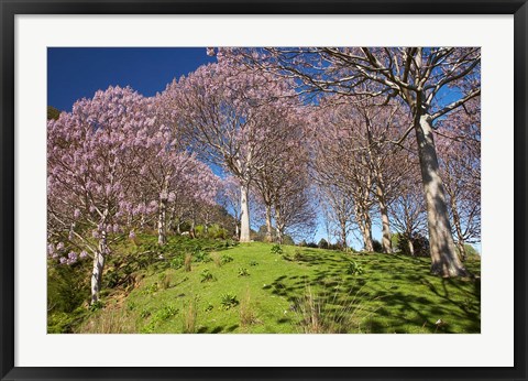 Framed Paulownia Plantation, Spring Season, New Zealand Print