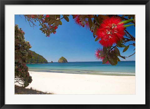 Framed Pohutukawa Tree in Bloom and New Chums Beach, North Island, New Zealand Print