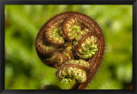 Framed Ponga Tree Fern Frond, South Island, New Zealand Print