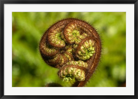 Framed Ponga Tree Fern Frond, South Island, New Zealand Print