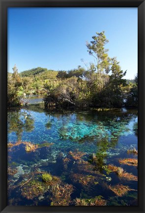 Framed Pupu Springs, Golden Bay, South Island, New Zealand Print