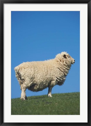 Framed Sheep, Farm animal, Scroggs Hill, So Island, New Zealand Print