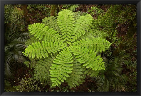 Framed Tree fern, AH Reed Memorial Kauri Park, New Zealand Print