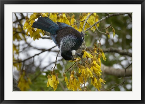 Framed Tui bird, Kowhai Tree, North Island, New Zealand Print