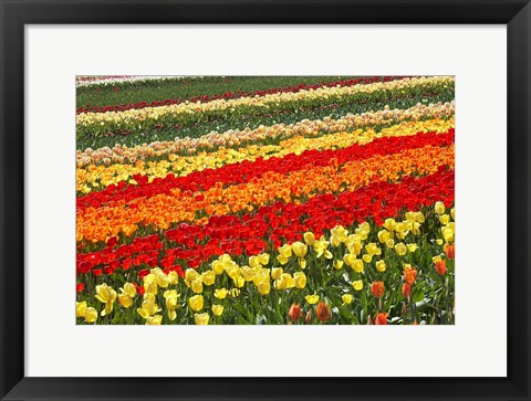 Framed Tulip Fields, West Otago, South Island, New Zealand Print