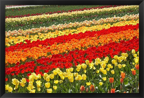 Framed Tulip Fields, West Otago, South Island, New Zealand Print