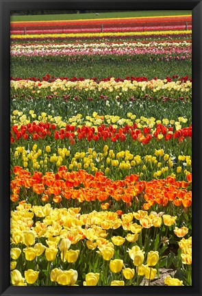 Framed Tulip flowers, West Otago, South Island, New Zealand Print