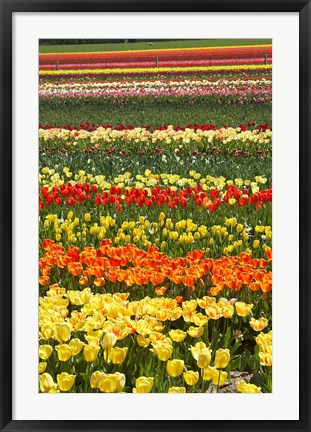 Framed Tulip flowers, West Otago, South Island, New Zealand Print