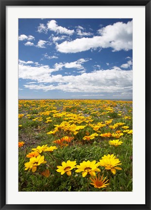 Framed Wildflowers, Marine Parade, Napier Waterfront, Hawkes Bay, North Island, New Zealand Print