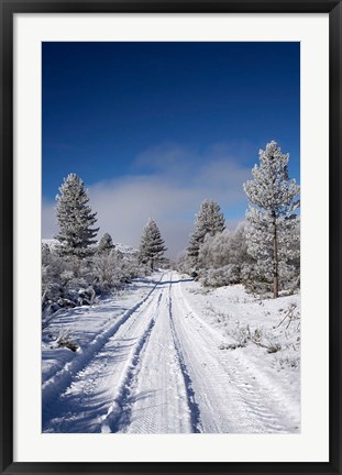 Framed Winter Pine Trees, Cambrians, South Island, New Zealand Print