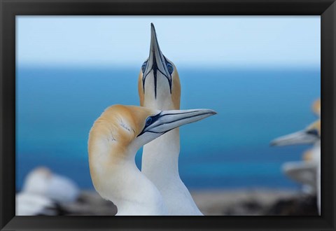 Framed Australasian Gannet birds, Hawkes Bay, New Zealand Print