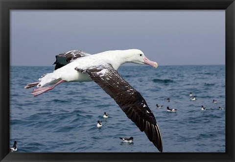 Framed Gibson&#39;s Albatross, Kaikoura, Marlborough, South Island, New Zealand Print