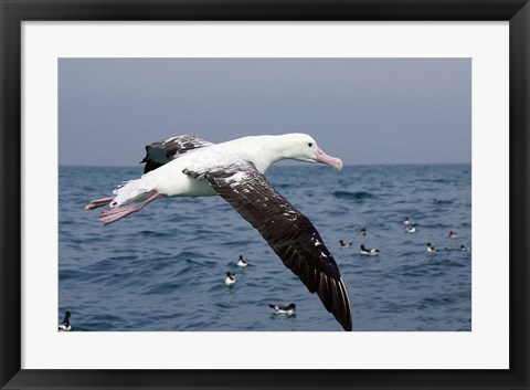 Framed Gibson&#39;s Albatross, Kaikoura, Marlborough, South Island, New Zealand Print