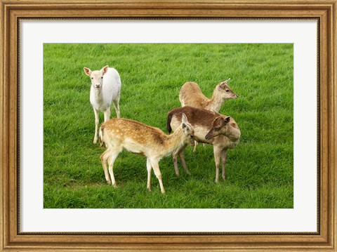 Framed New Zealand, South Island, Karamea, Fawn, Deer Print