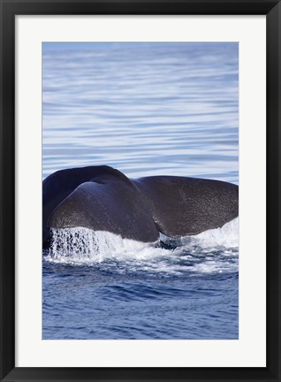 Framed Sperm Whale, Kaikoura, Marlborough, South Island, New Zealand Print