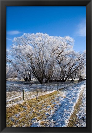 Framed Hoar Frost, Oturehua, South Island, New Zealand Print