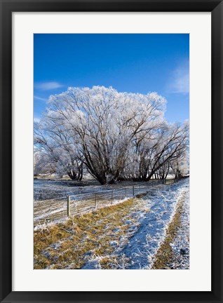 Framed Hoar Frost, Oturehua, South Island, New Zealand Print