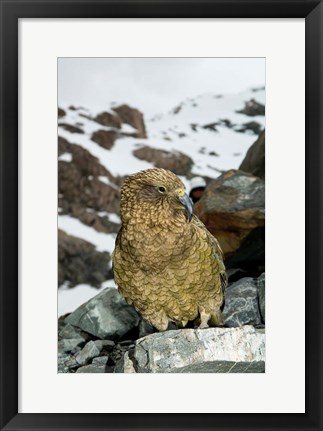 Framed New Zealand, South Island, Arrowsmith, Kea bird up close Print