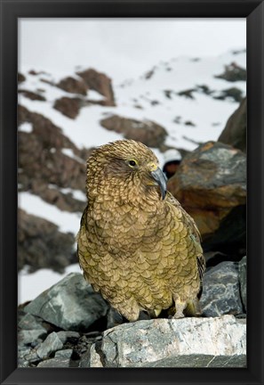 Framed New Zealand, South Island, Arrowsmith, Kea bird up close Print