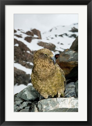 Framed New Zealand, South Island, Arrowsmith, Kea bird up close Print